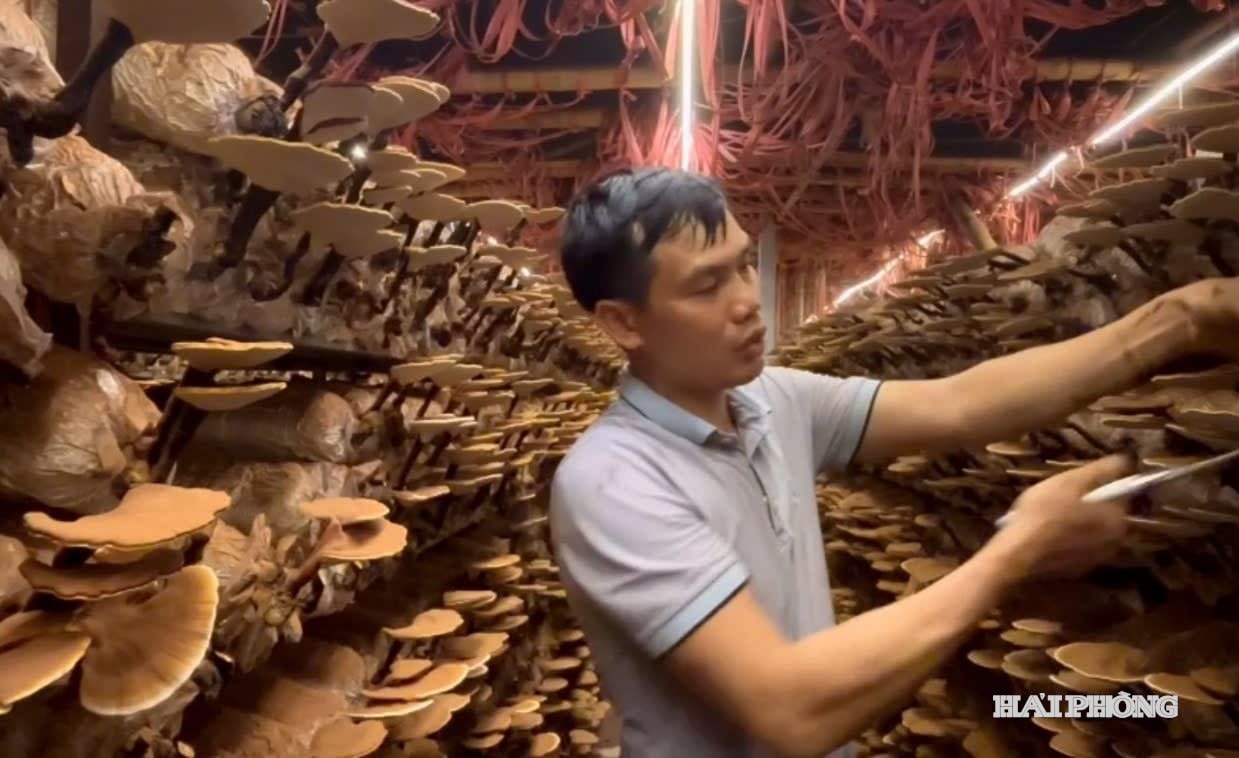 Ganoderma 2