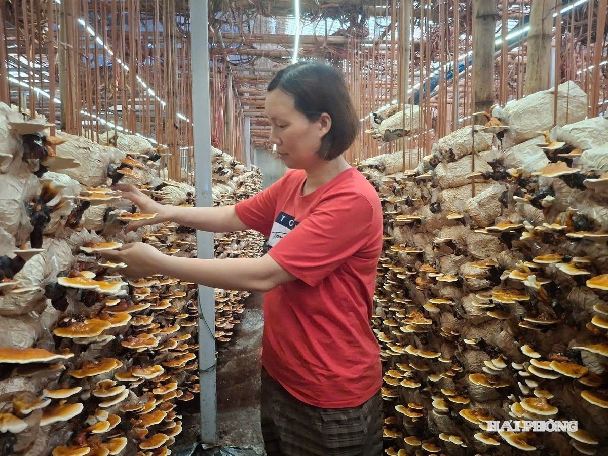 Ganoderma lucidum