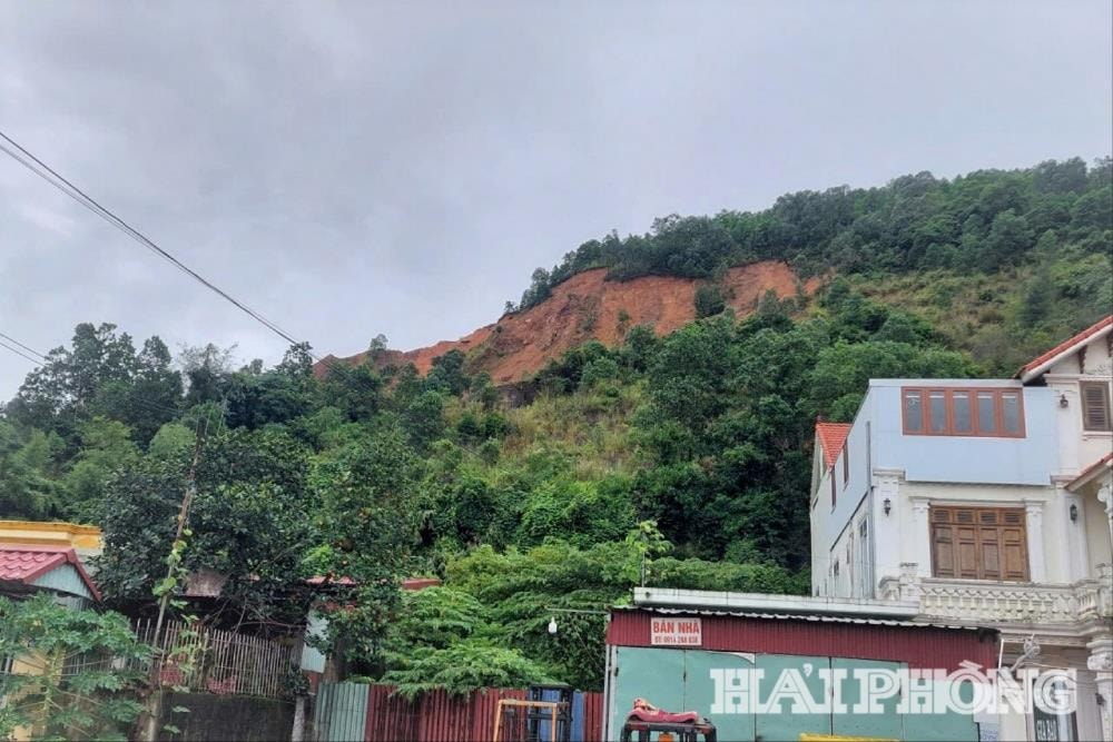 Rừng đồi Thiên Văn (phường Kiến An) đang được trồng bổ sung tại một số khu vực.