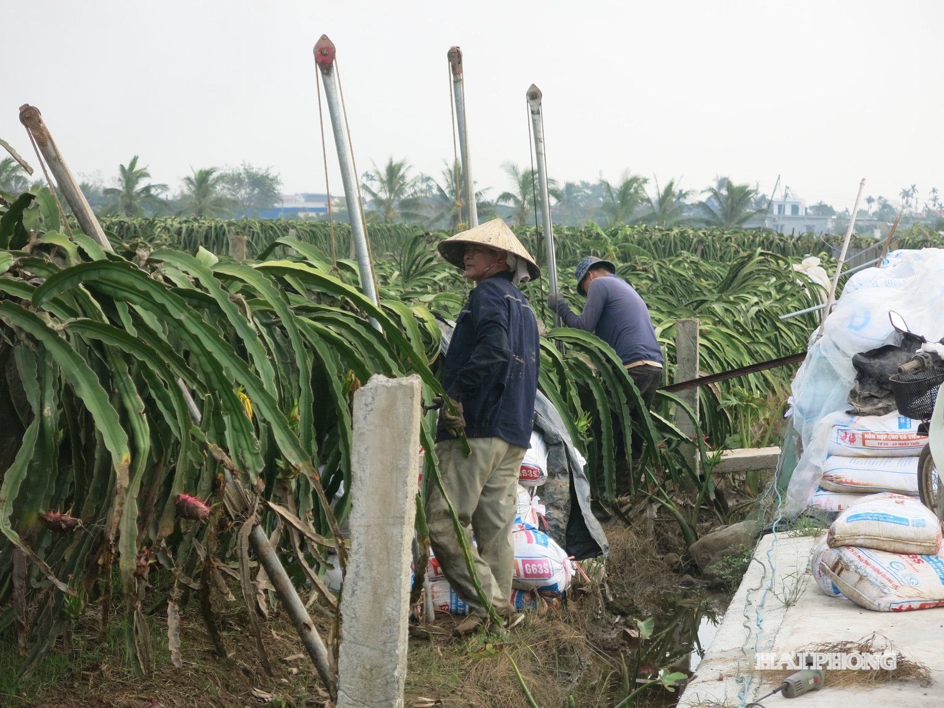 កសិករ-ផ្ទេរ.jpg