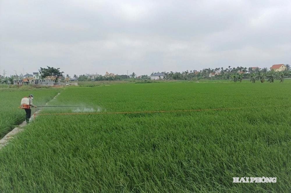 ថ្នាំបាញ់ថ្នាំ.jpg