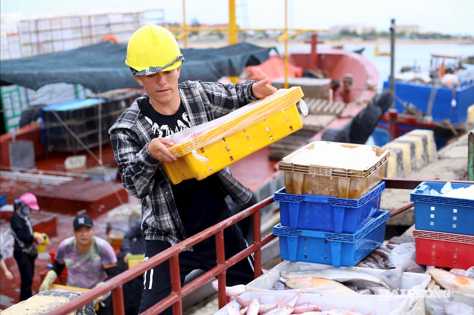 Bên cầu cảng Bạch Long Vĩ, ngư dân bốc, xếp từng thùng cá - thành quả sau một đêm ra khơi.