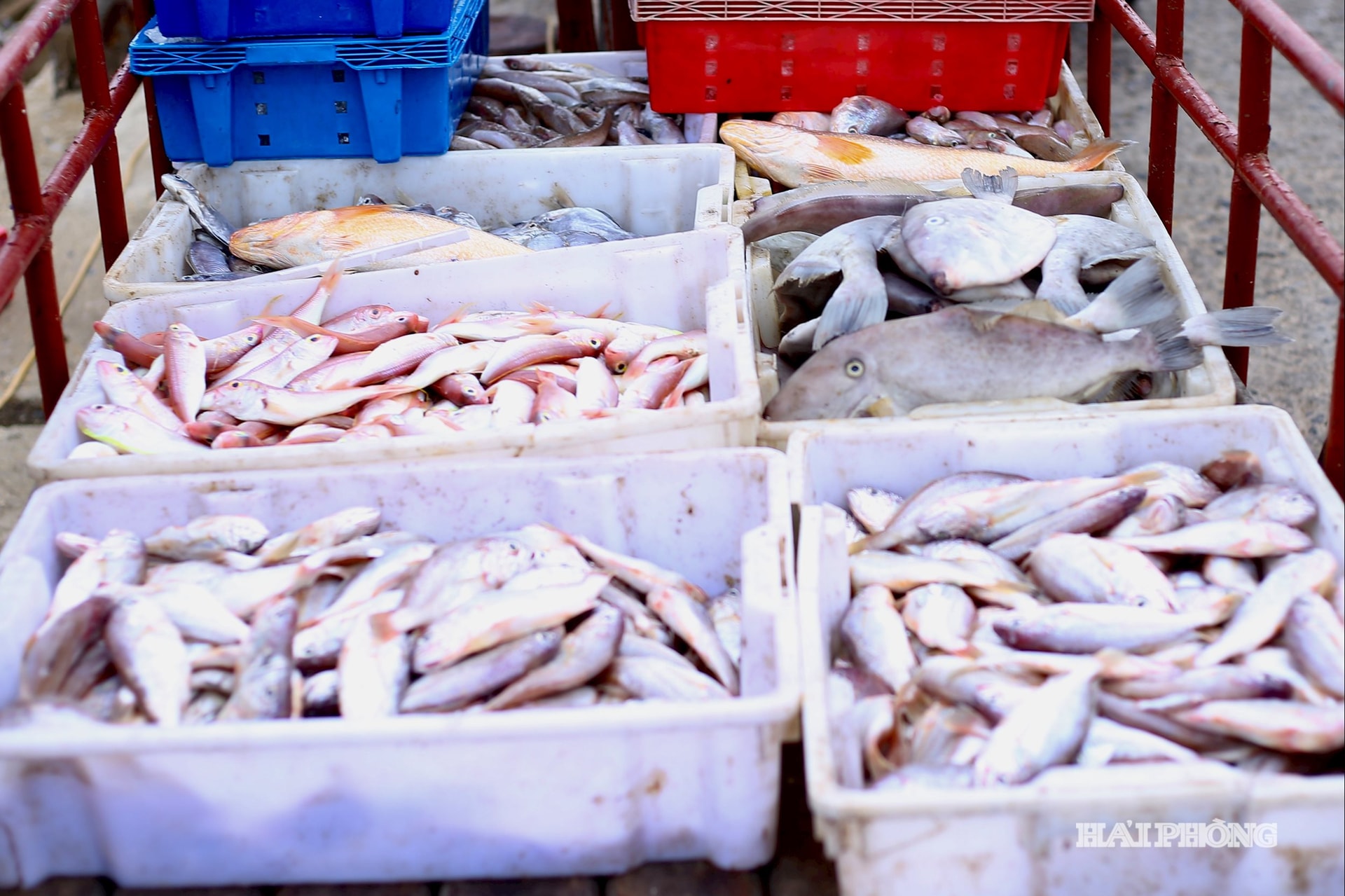 Hải sản ở Bạch Long Vĩ cũng rất đa dạng, phong phú, tươi ngon và rẻ. Đặc biệt nơi đây được xem là 