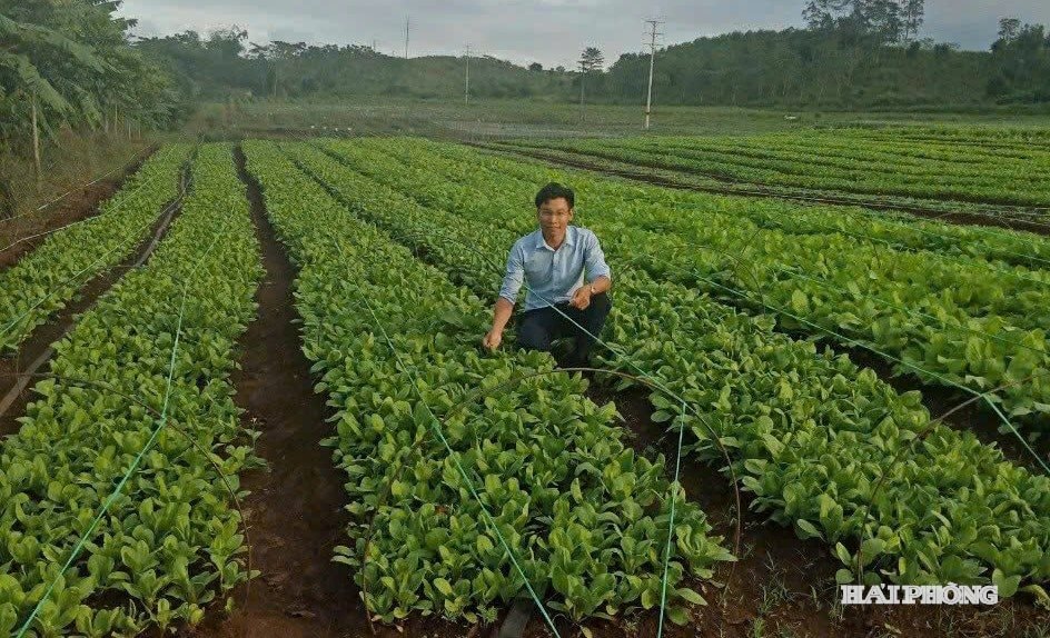 តំបន់តភ្ជាប់បន្លែស្អាតនៃសហករណ៍កសិកម្ម រុក្ខាប្រមាញ់ និងនេសាទណាមវៀត