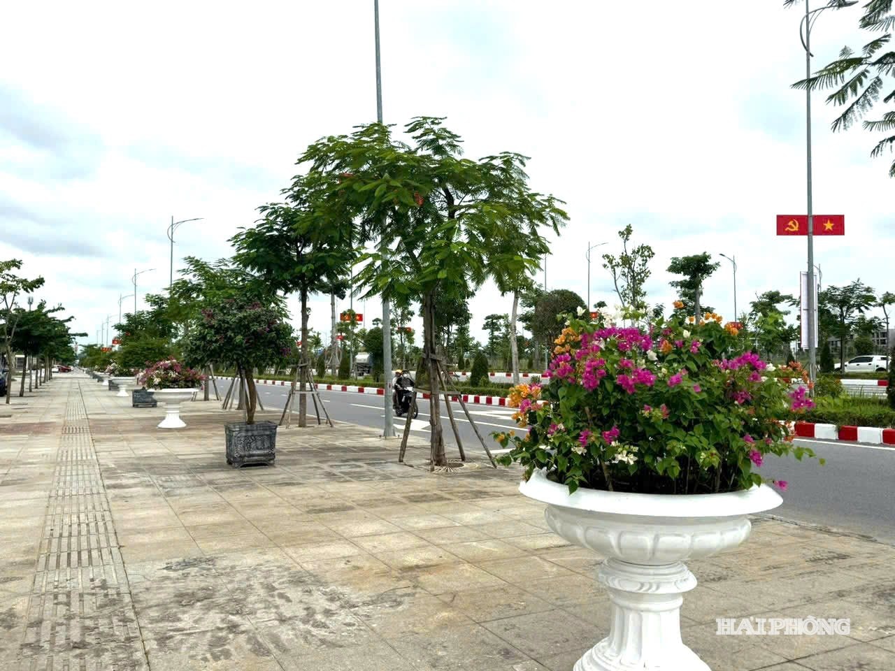 ផើងផ្កា bougainvillea ជាង 300 ប្រភេទត្រូវបានតុបតែងនៅតាមសងខាងផ្លូវ Do Muoi ។