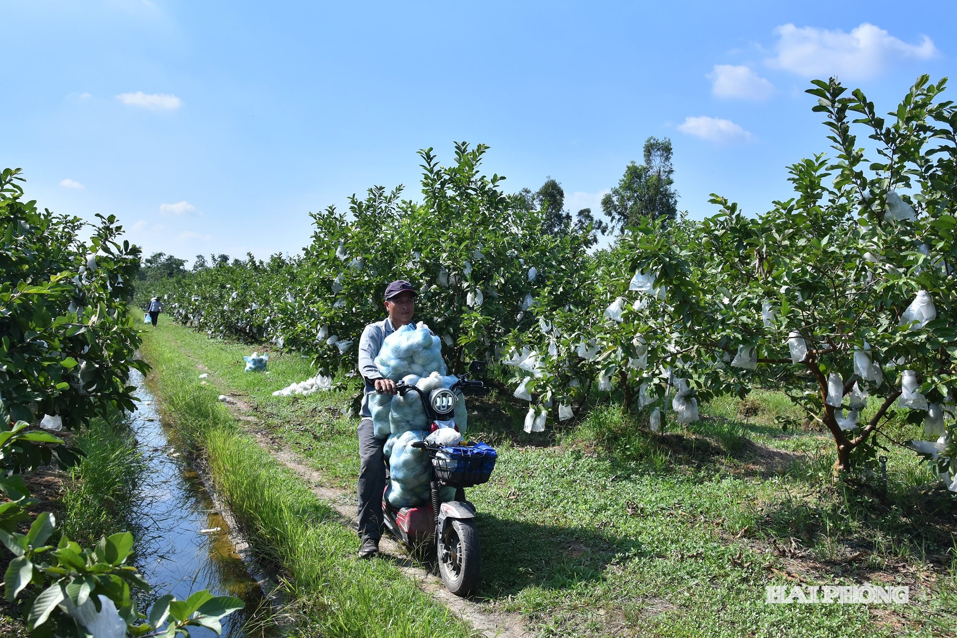 ហេ វិញ បាវ ៤