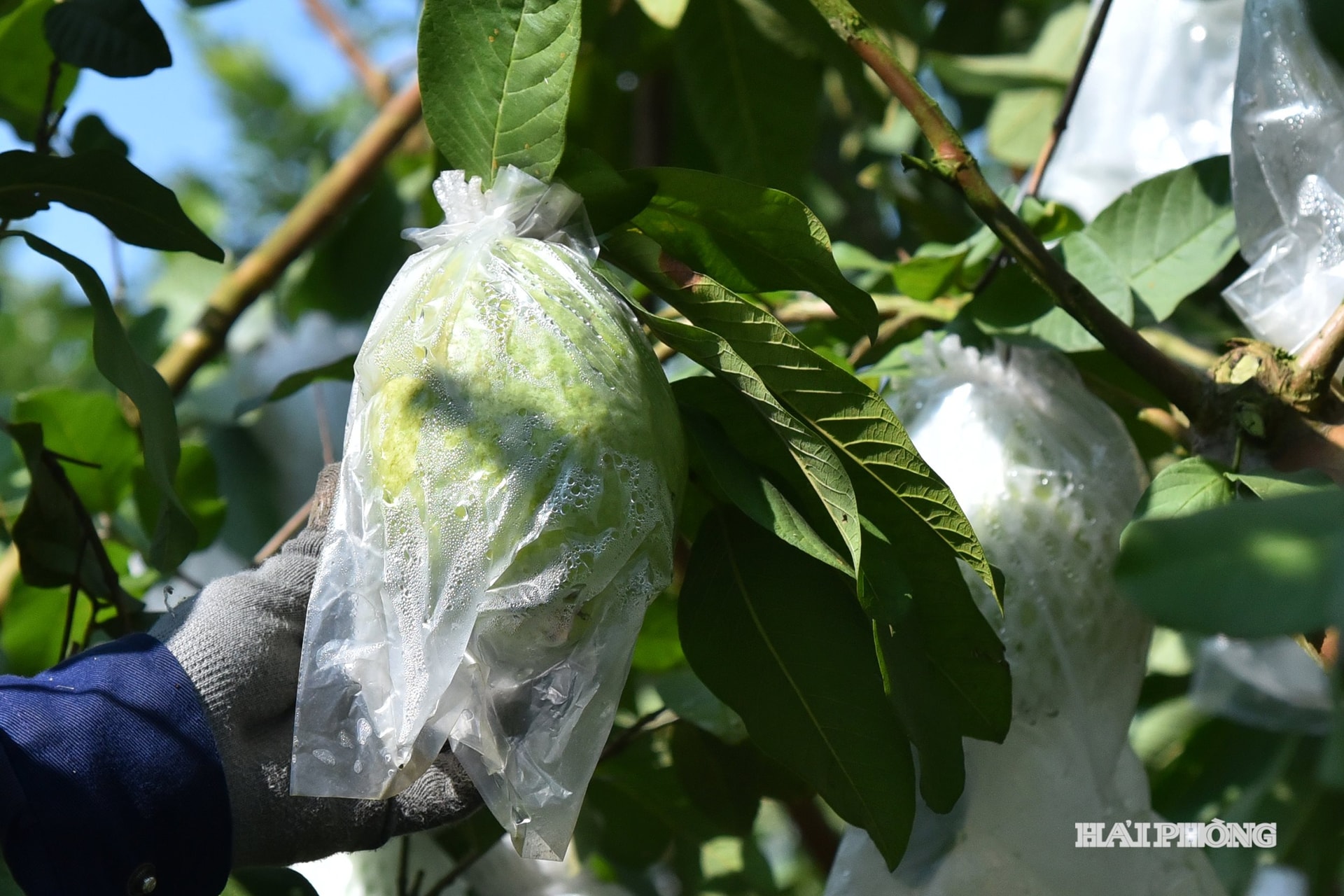 ហុី វ៉ាន់បាវ ៦