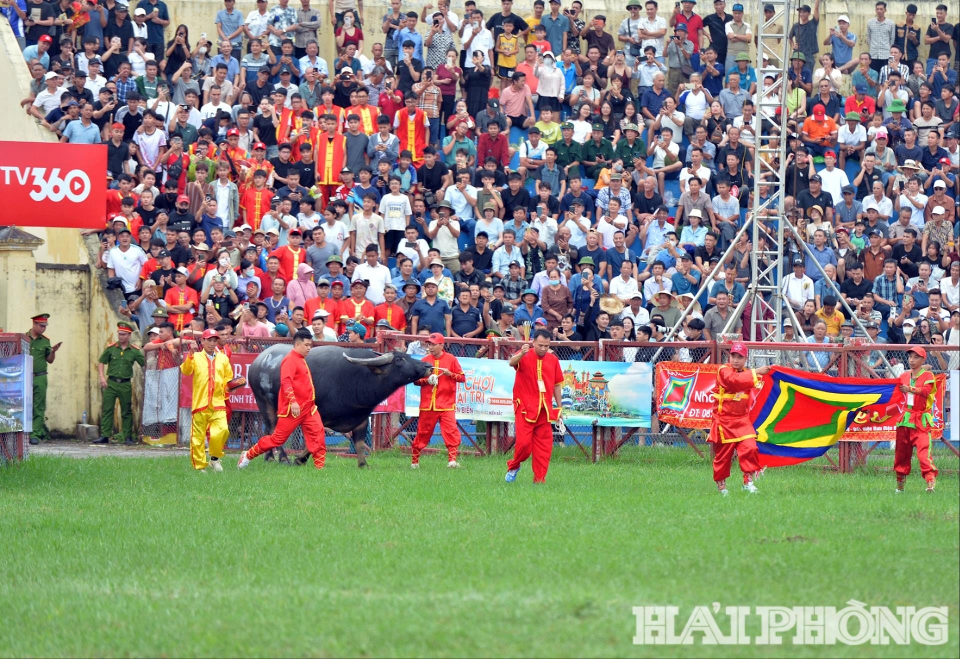 Các ông chủ trâu đưa trâu vào sới chọi.