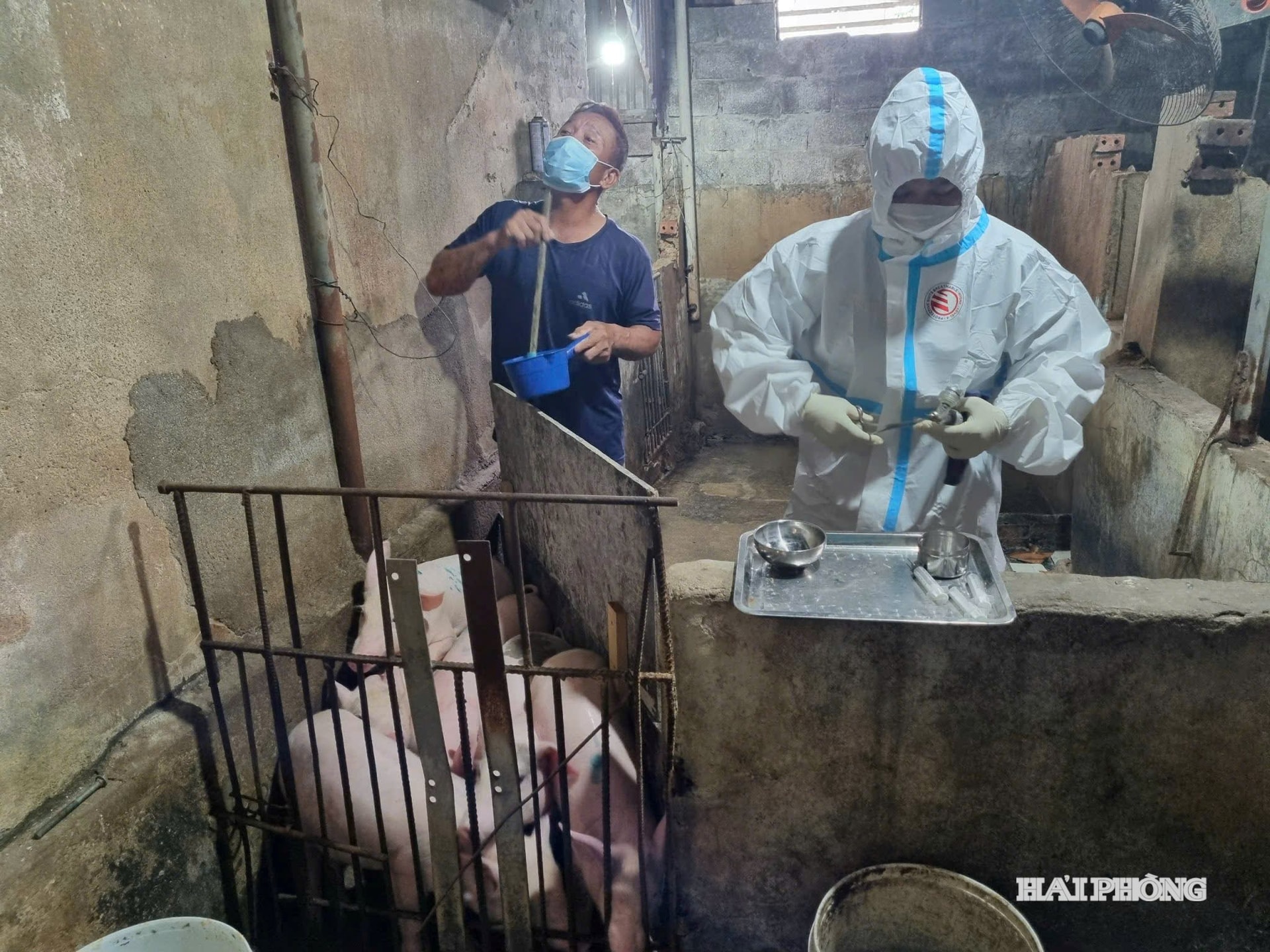 Cán bộ thú y tiêm phòng dịch tả lợn Châu Phi ở xã Kiến Thụy.