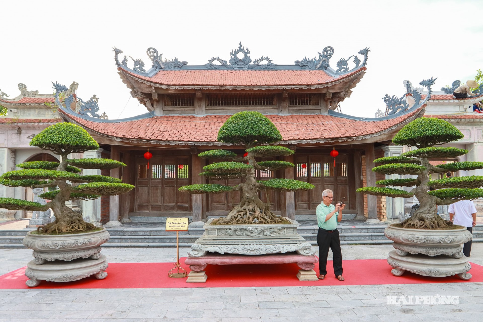 The set of three fig trees titled “Cuu Pham Lien Hoa” (Nine Grades of Lotus) is valued at over 50 billion VND