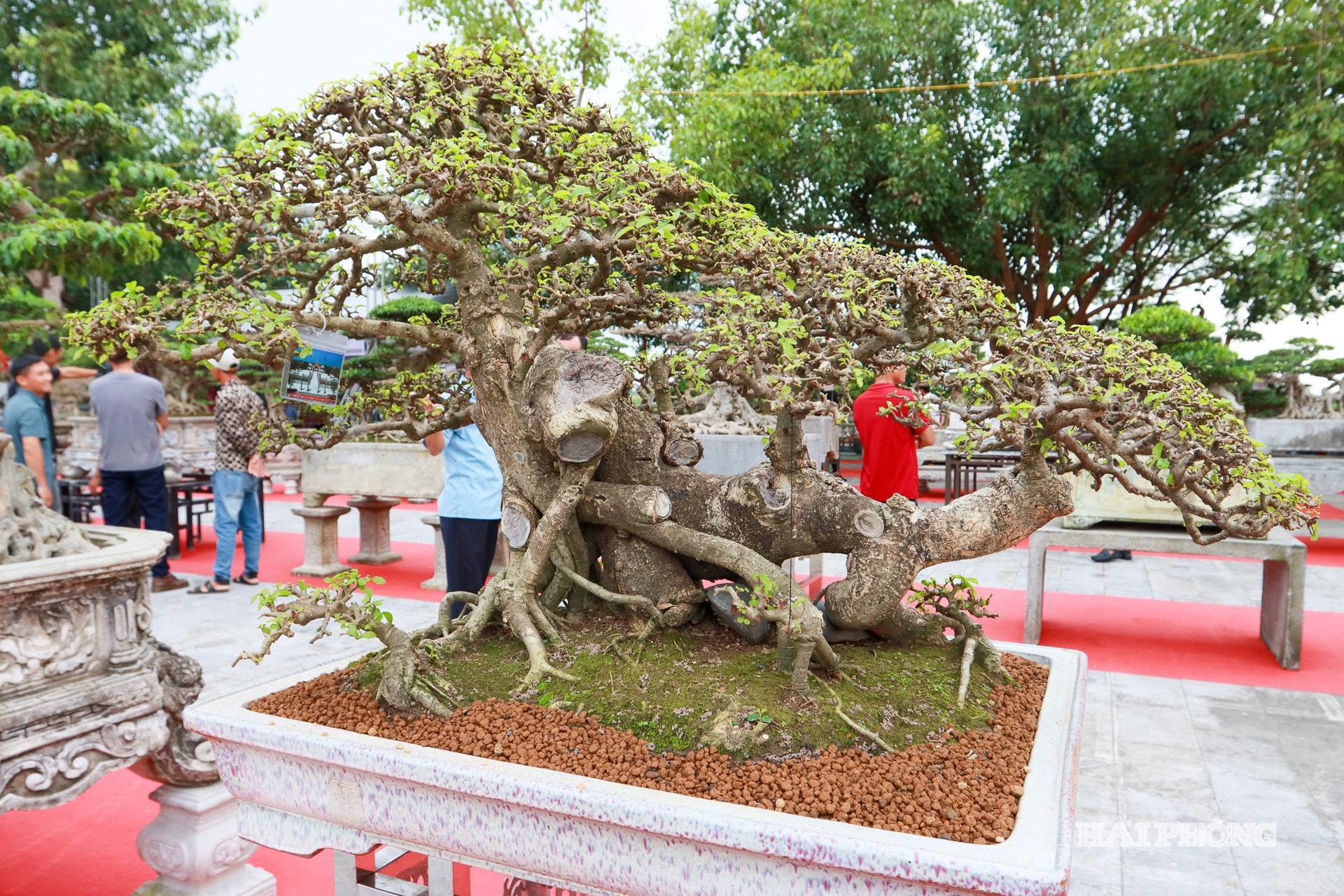 Mỗi tác phẩm là kết tinh của bàn tay khéo léo, óc sáng tạo của nghệ nhân được chăm sóc, nuôi dưỡng, tạo hình, hội tụ các yếu tố “cổ, kỳ, quái”, có tính nghệ thuật và giá trị kinh tế cao.