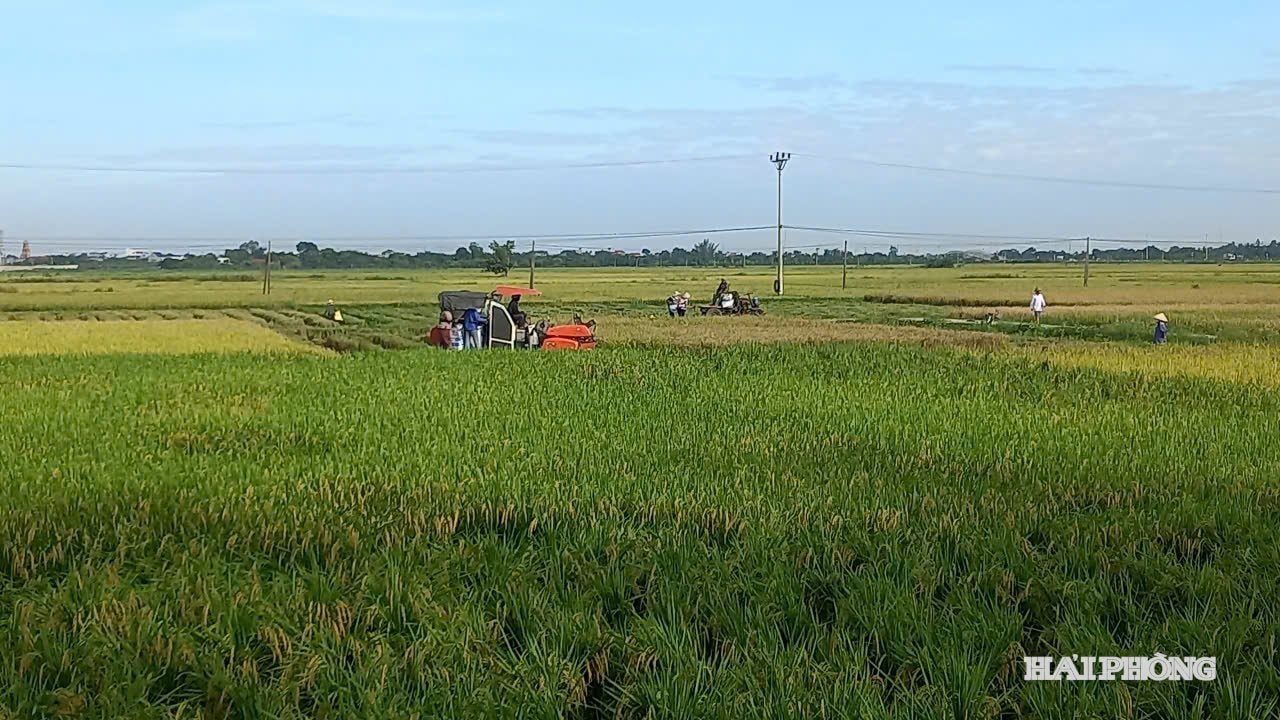 ពណ៌ 1