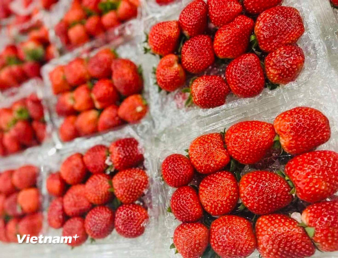 (Ảnh: Vietnam+) vnp-dau-tay.jpg