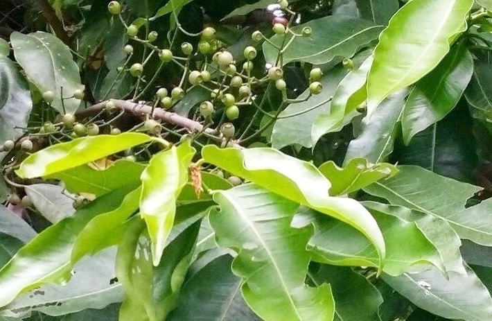 Lá và nụ vối chứa hoạt chất kháng sinh tự nhiên. (Ảnh minh hoạ)