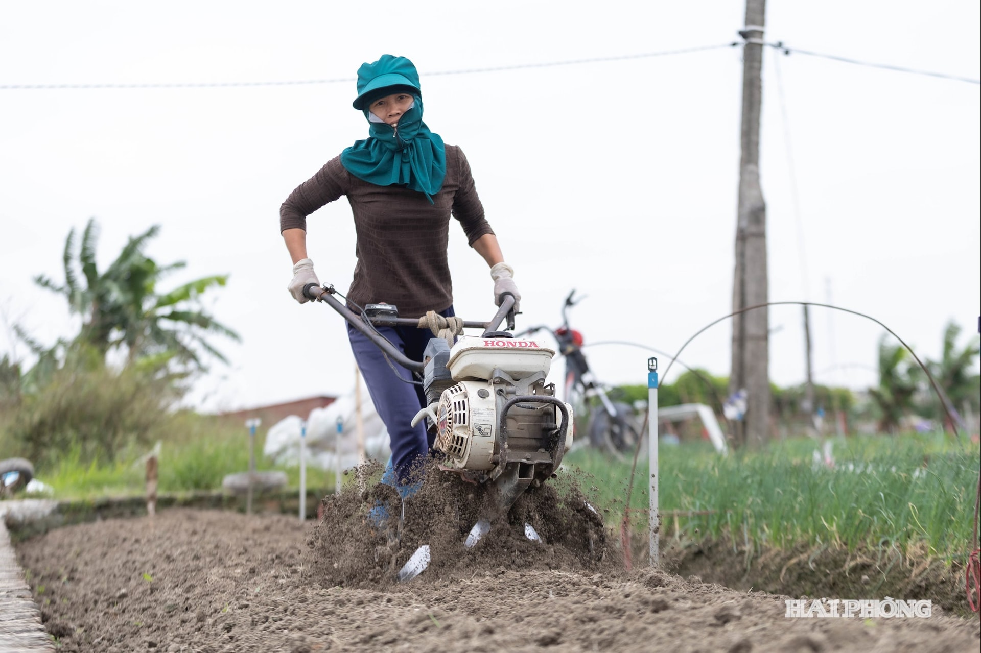 ការសាបព្រួសនៅក្នុងវាល -2.jpg