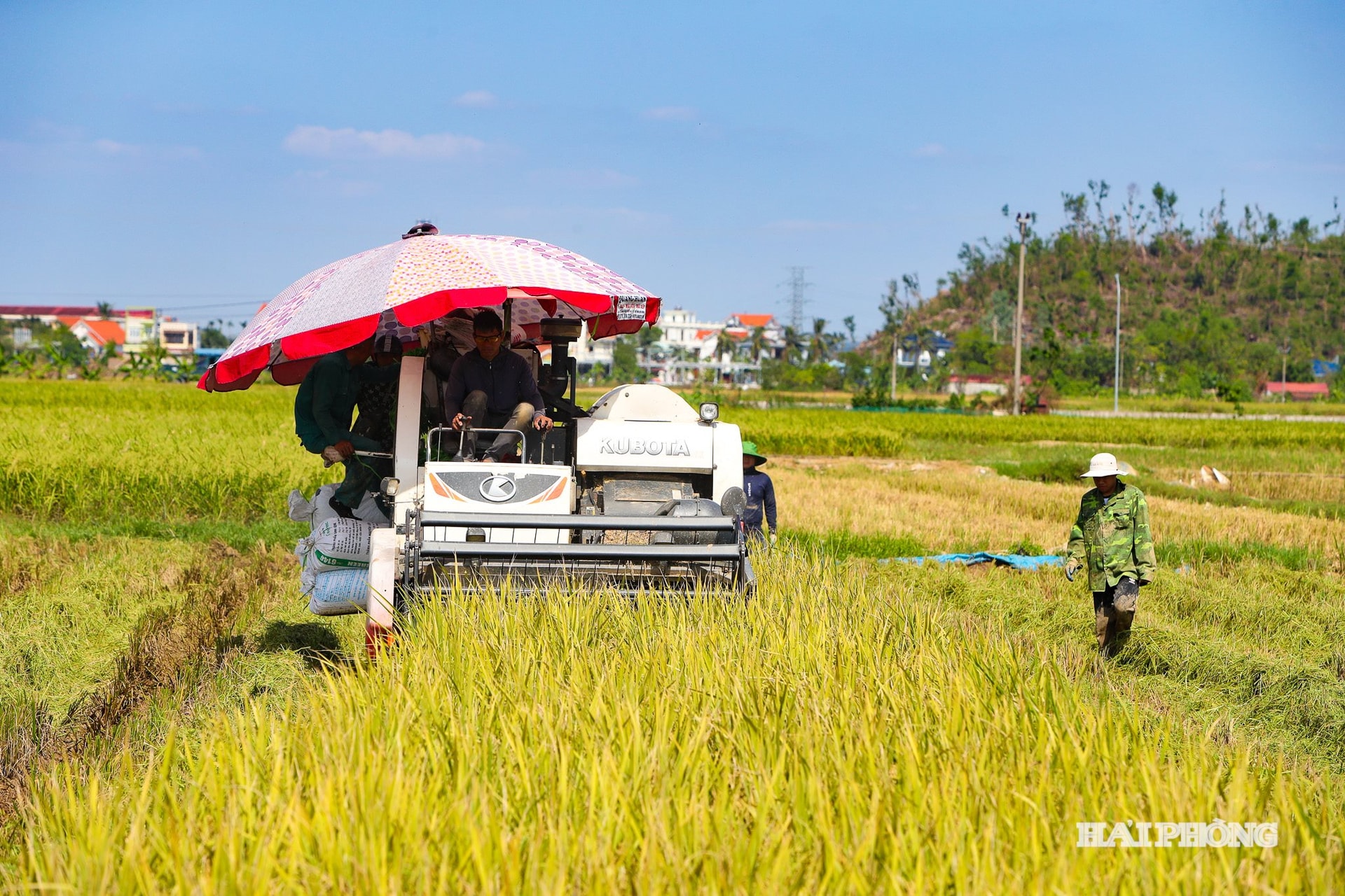 Om de mechanisatie van de landbouw te bevorderen, gebruiken boeren in het gebied Kien Thuy maaidorsers om rijst te oogsten.