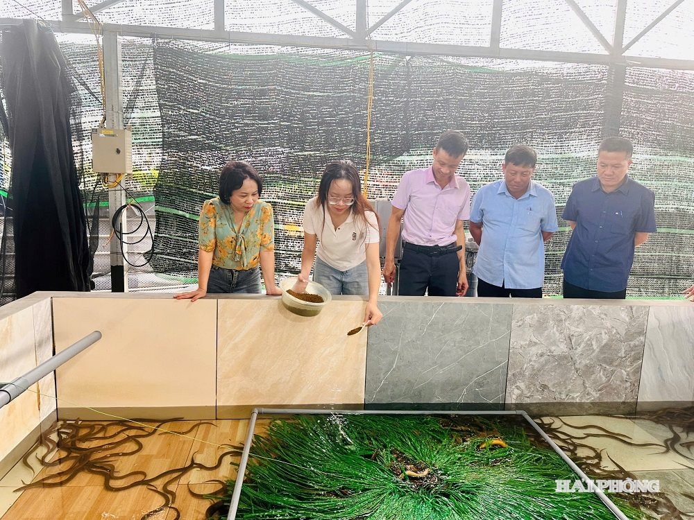 ម៉ូដែល 4