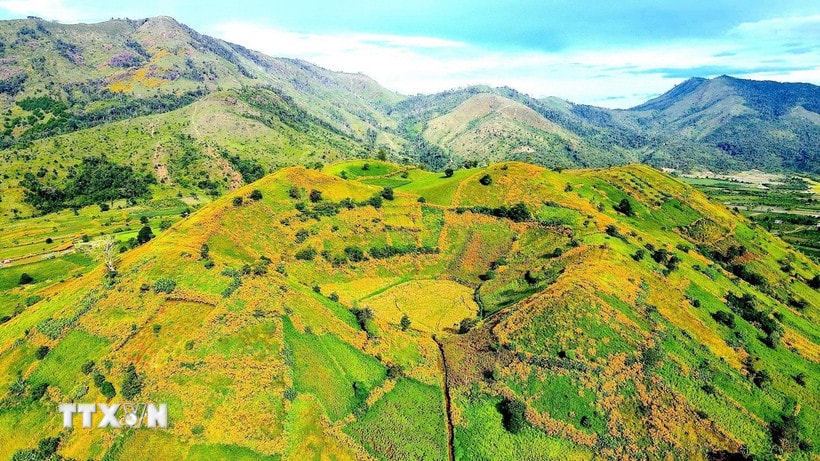 Tháng 11, núi lửa Chư Đang Ya (tỉnh Gia Lai) khoác lên tấm áo Dã quỳ vàng rực rỡ. (Ảnh: Quang Thái/TTXVN)