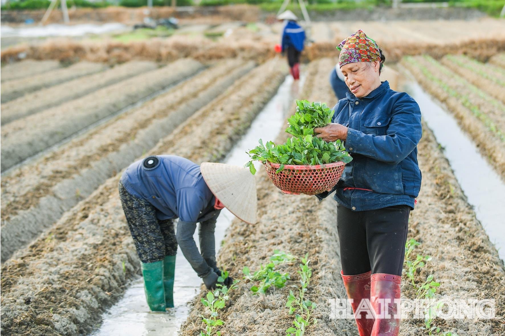 Petani Hai Phong menabur di ladang (1).jpg
