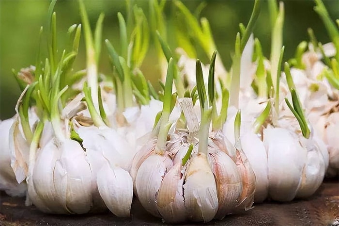 Tỏi nảy mầm cũng có thể biến thành món ngồng tỏi rất hấp dẫn. (Ảnh: Sohu)
