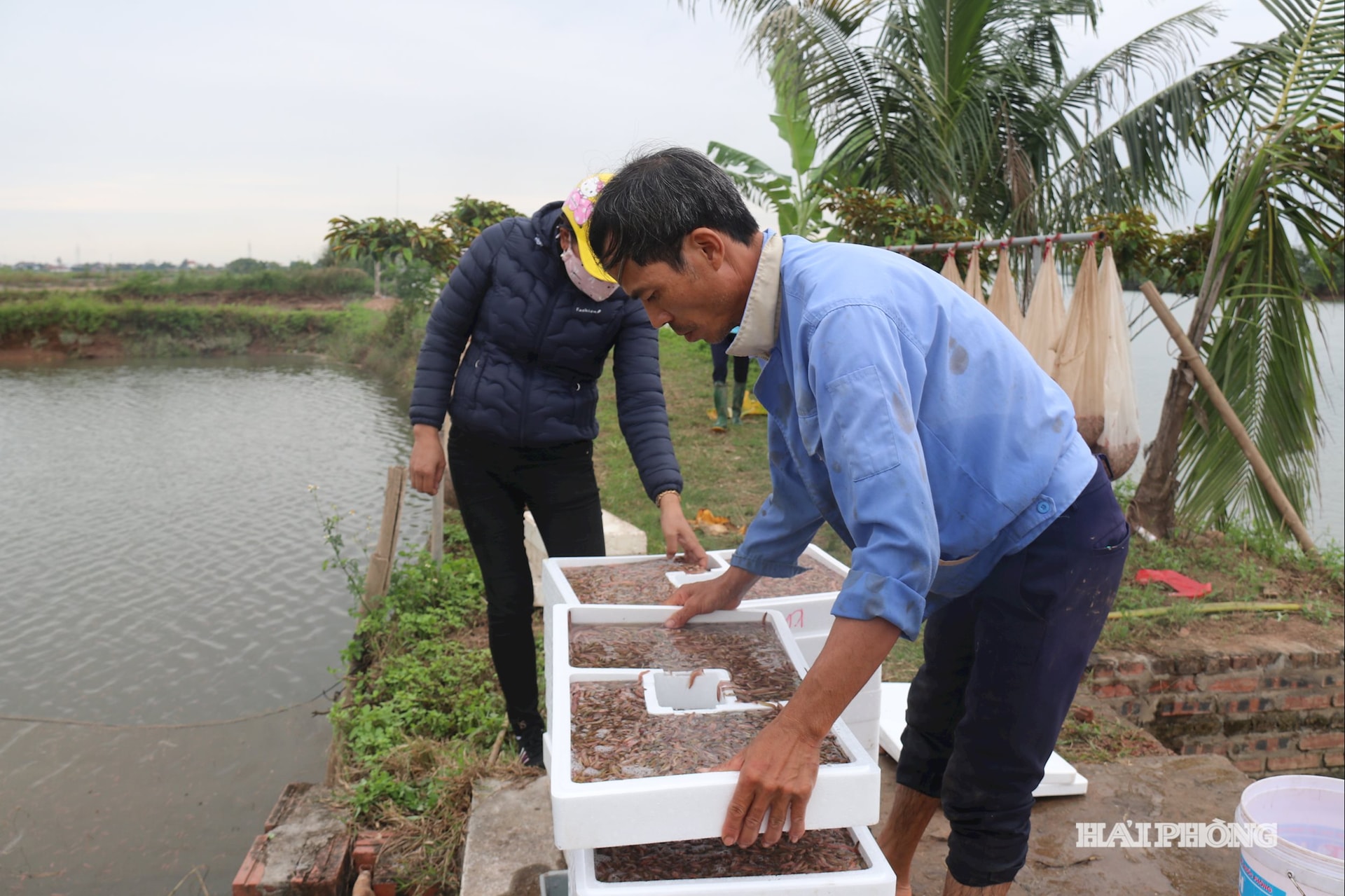 แมลงวัน (2)