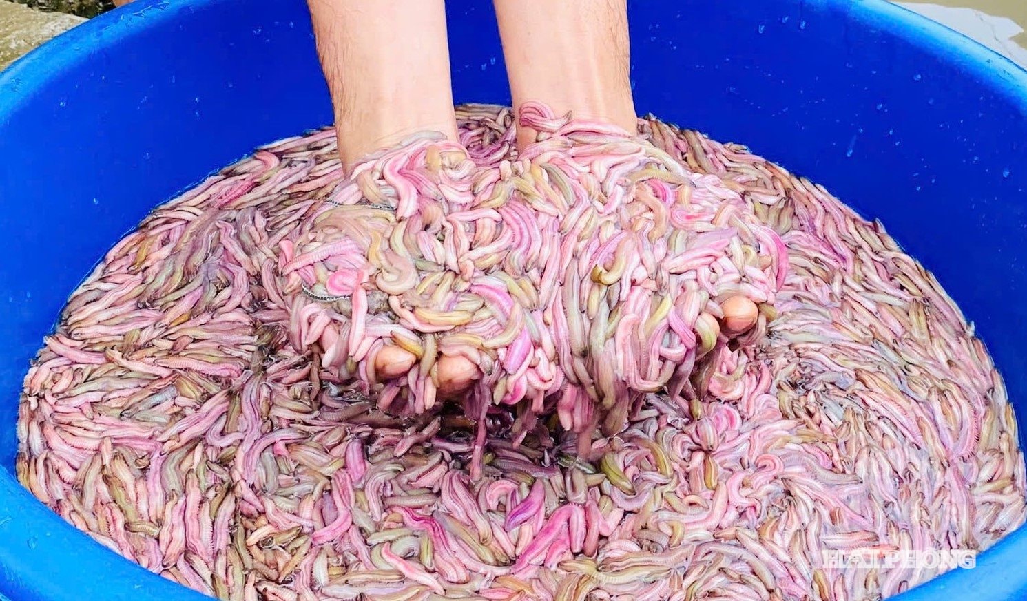 แมลงวัน (3)