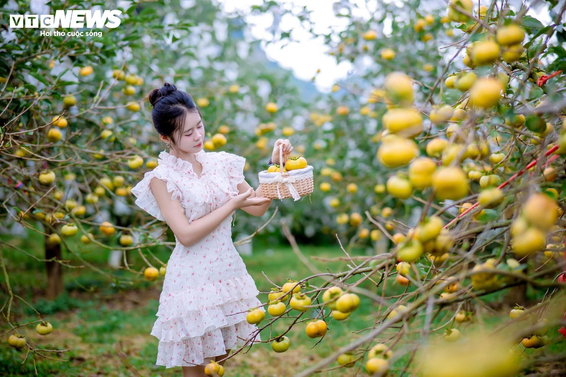 Cao nguyên Mộc Châu rực rỡ mùa hồng chín, níu chân du khách gần xa - 2