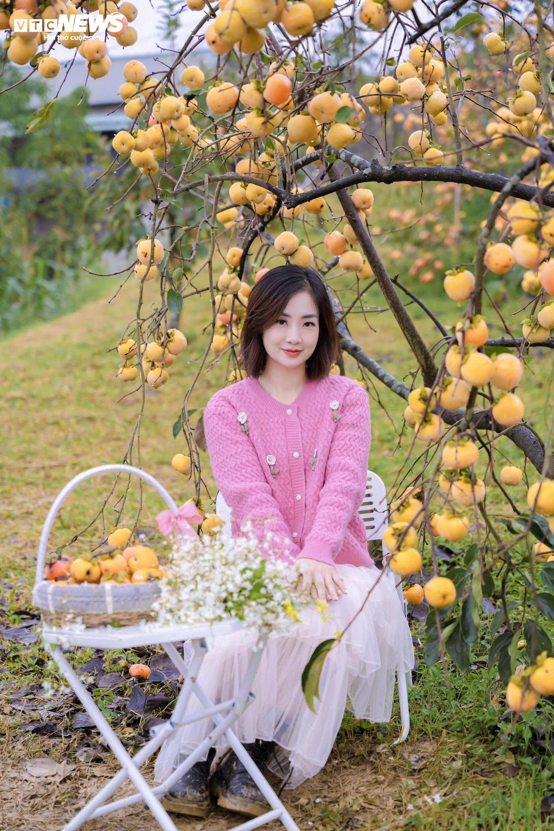 Cao nguyên Mộc Châu rực rỡ mùa hồng chín, níu chân du khách gần xa - 5