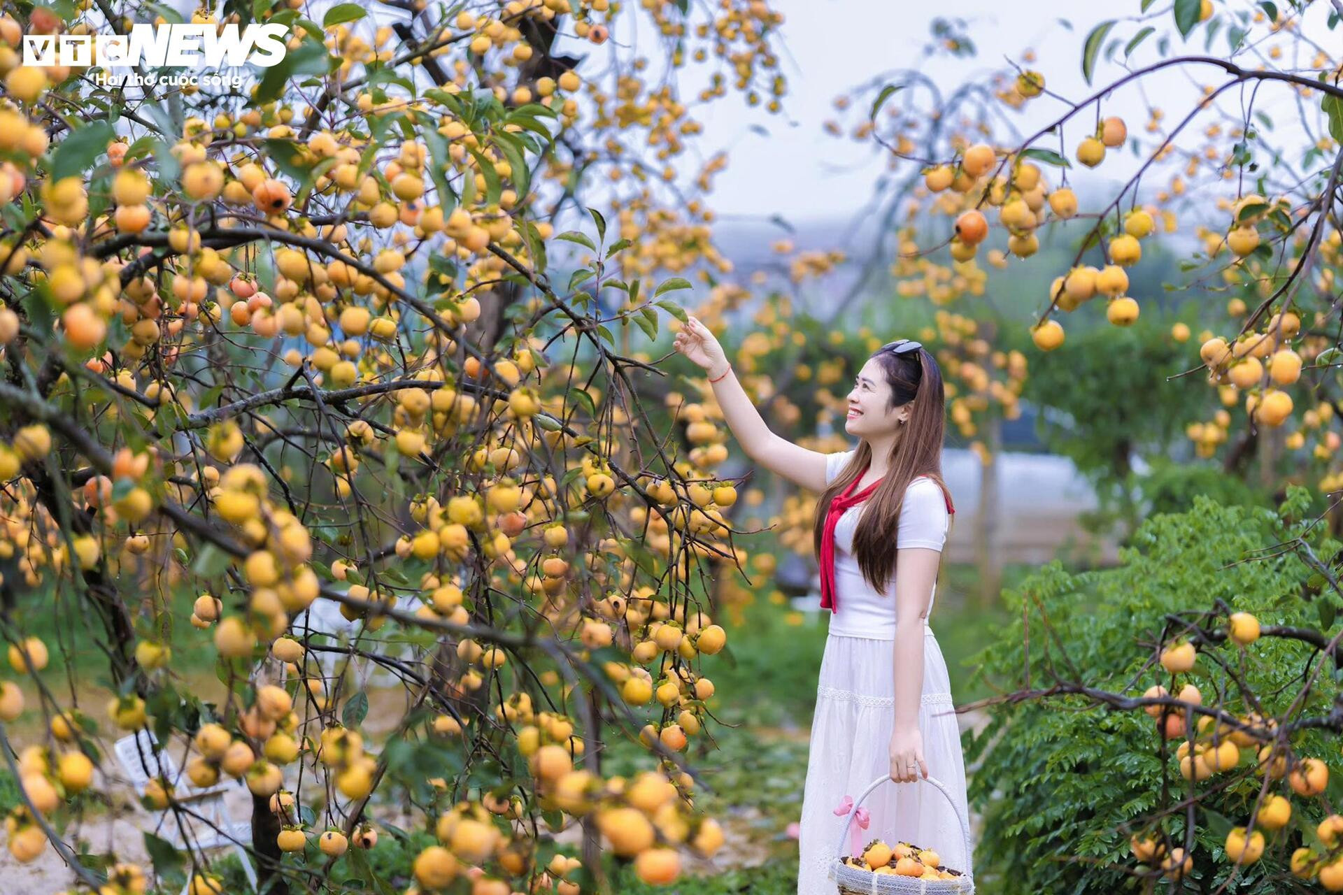 Cao nguyên Mộc Châu rực rỡ mùa hồng chín, níu chân du khách gần xa - 4