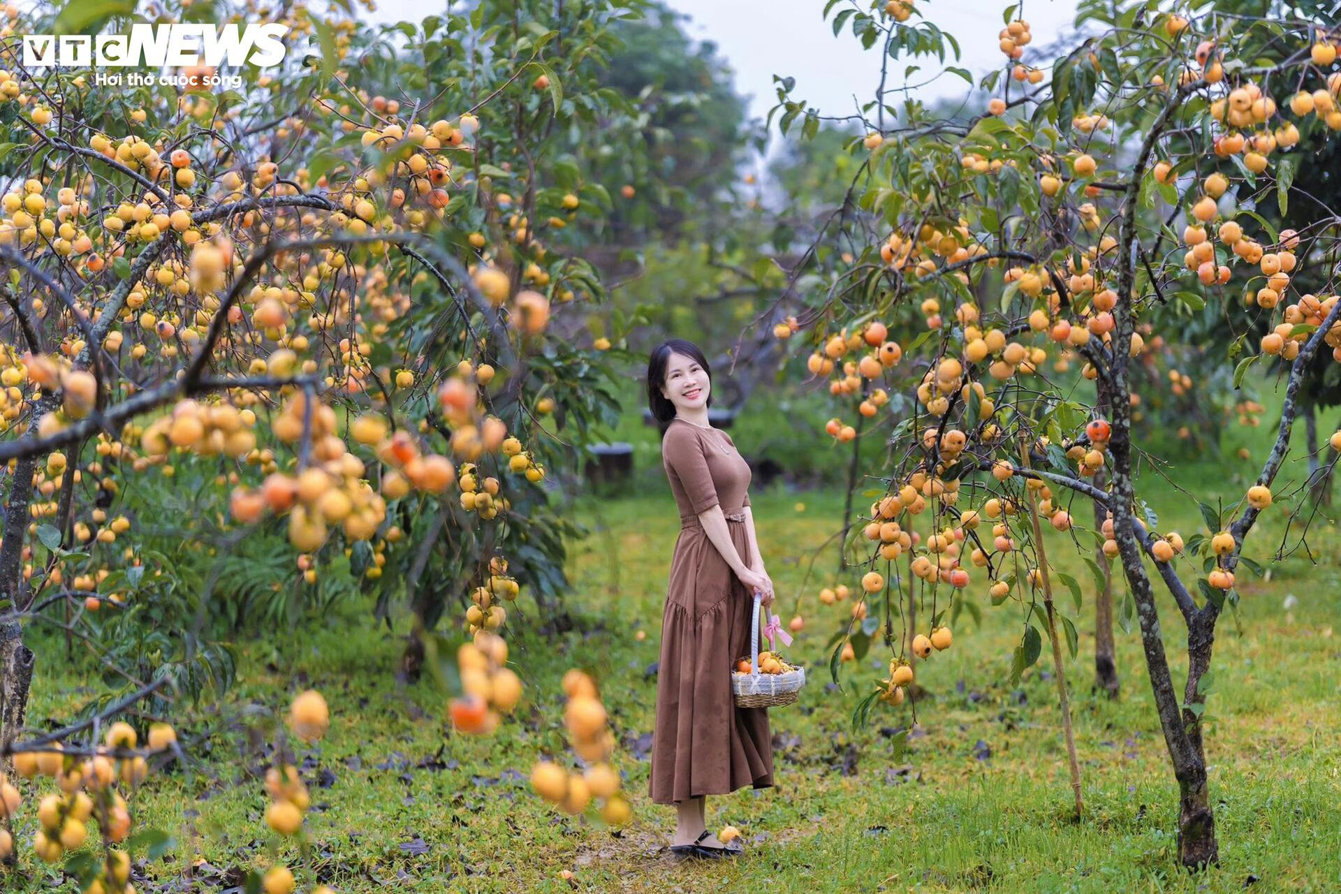 Cao nguyên Mộc Châu rực rỡ mùa hồng chín, níu chân du khách gần xa - 6