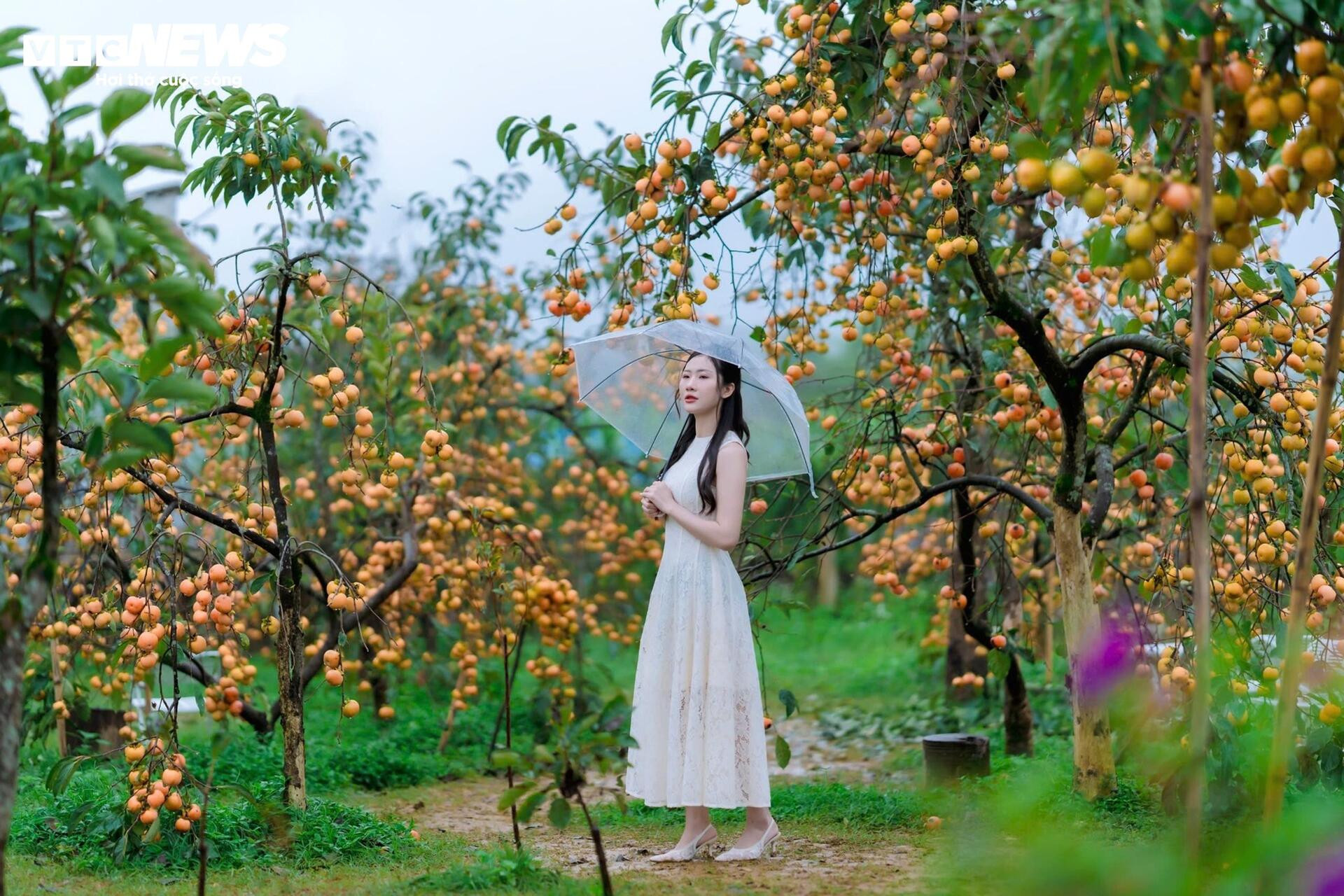 Cao nguyên Mộc Châu rực rỡ mùa hồng chín, níu chân du khách gần xa - 8