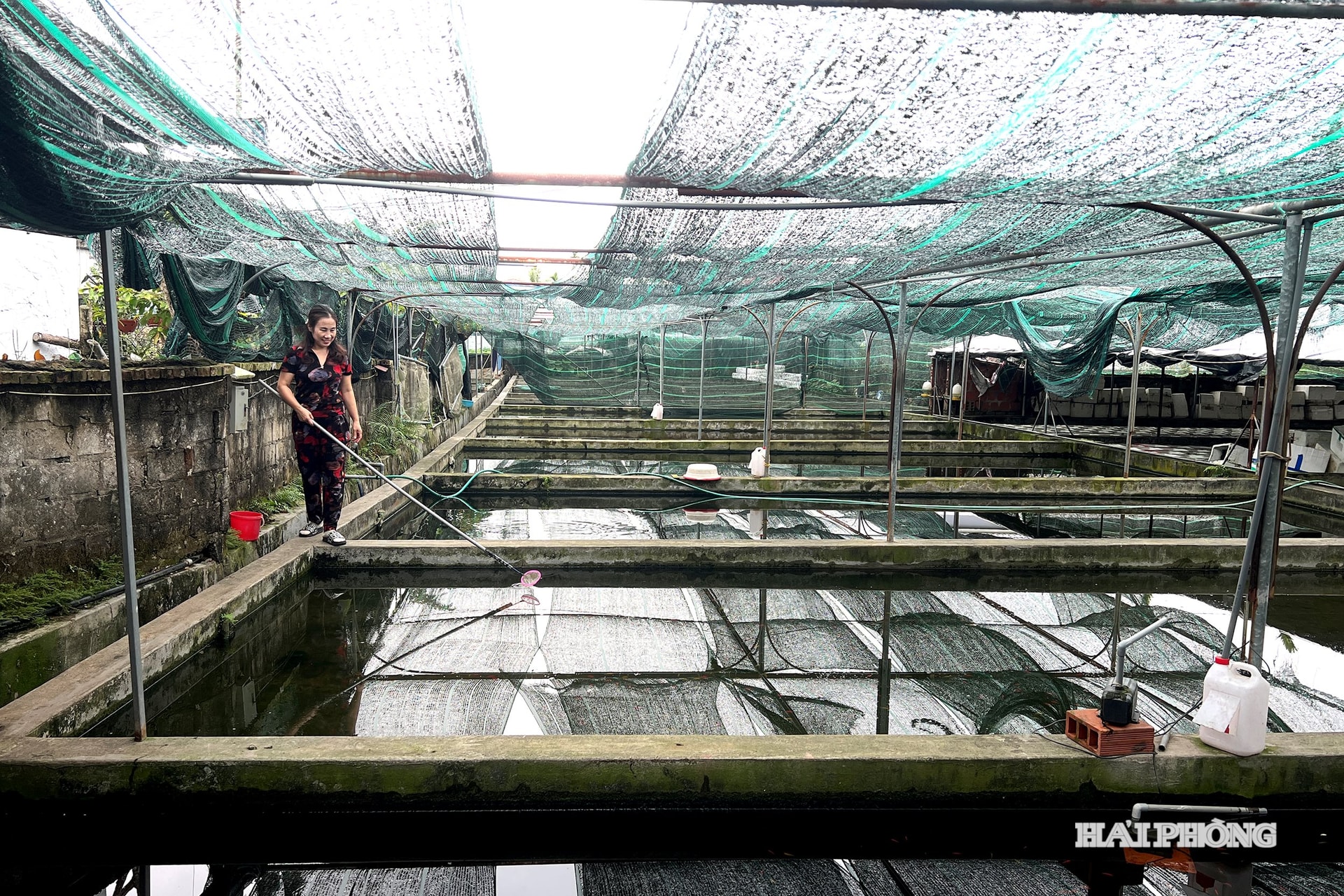 Med den nya inriktningen har vissa hushåll med fiskdammar renoverat, byggt tankar eller klätt dem med plast för att föda upp stora mängder prydnadsfiskar.