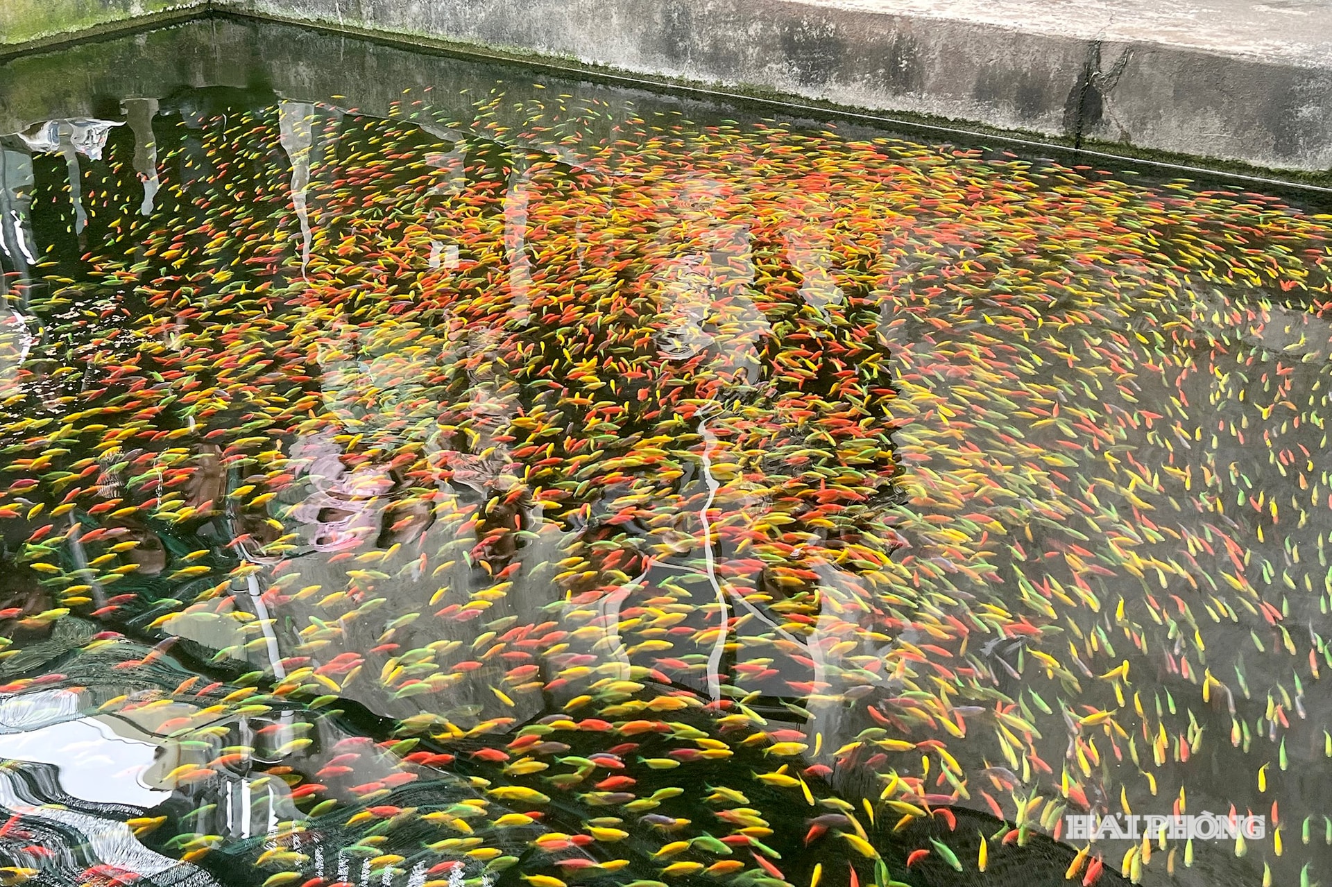 Thien Huong 6 fisksoppa