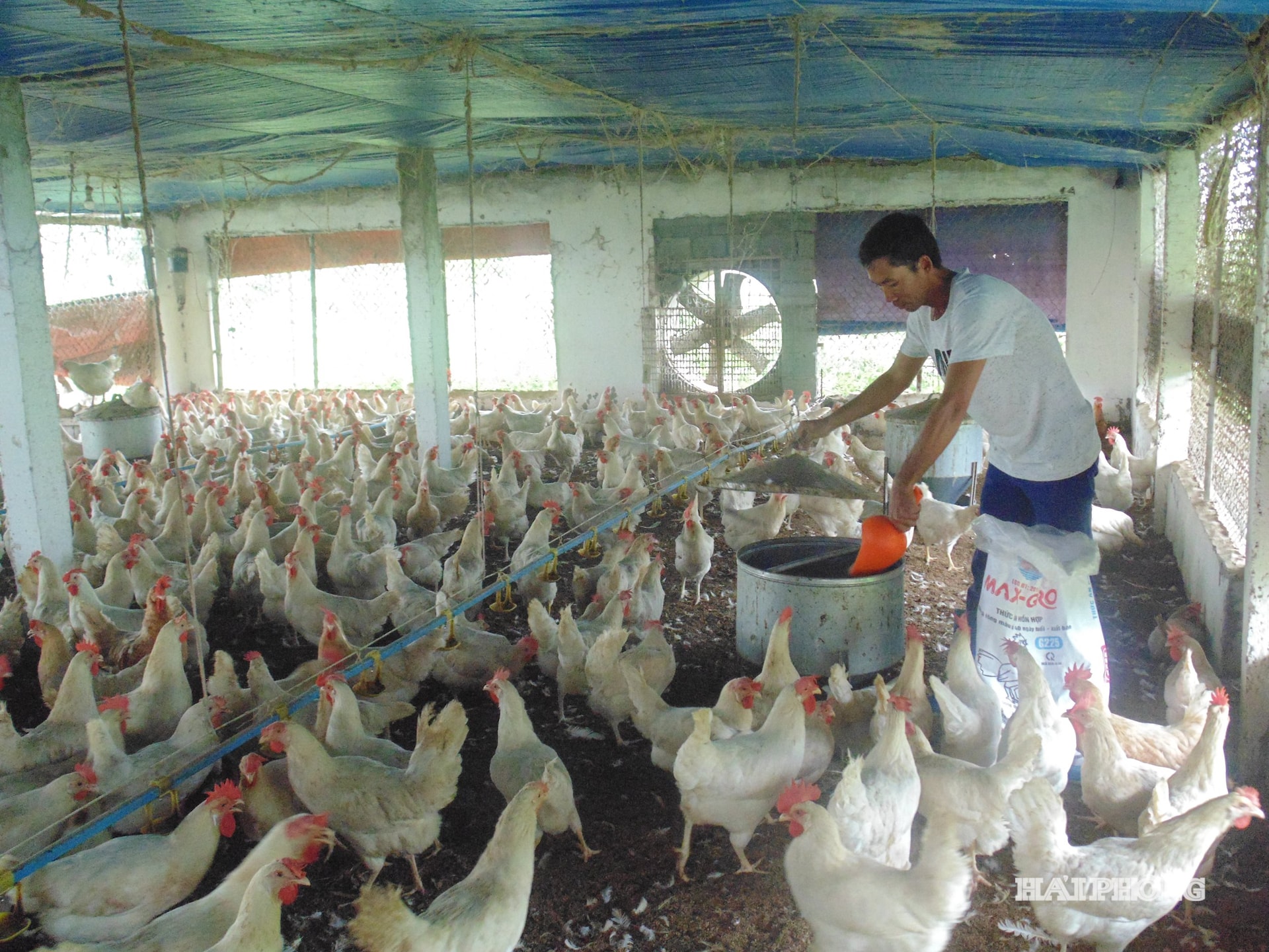 ការចិញ្ចឹមមាន់ (1)