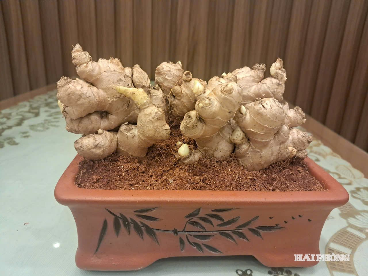 gung-bonsai-5.jpg