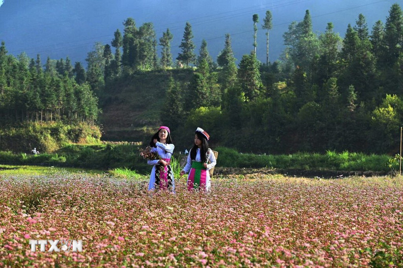 Thiếu nữ dân tộc Mông thả dáng giữa thung lũng hoa Tam giác mạch dưới nắng sớm. (Ảnh: Minh Tâm/TTXVN)