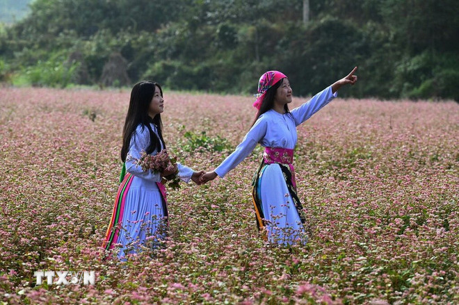 Nét hồn nhiên của hai thiếu nữ Mông khi dạo bước trên cánh đồng Tam giác mạch ở Đồng Văn. (Ảnh: Minh Tâm/TTXVN) ttxvn-tam-giac-mach-2.jpg