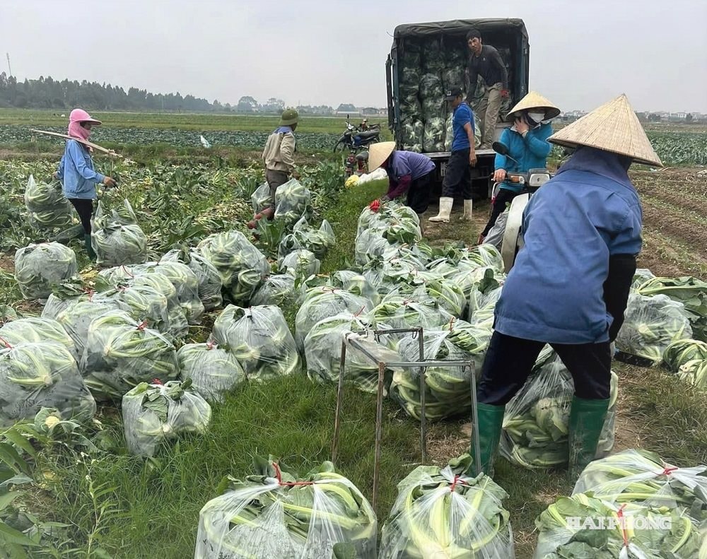 συγκομιδή 1