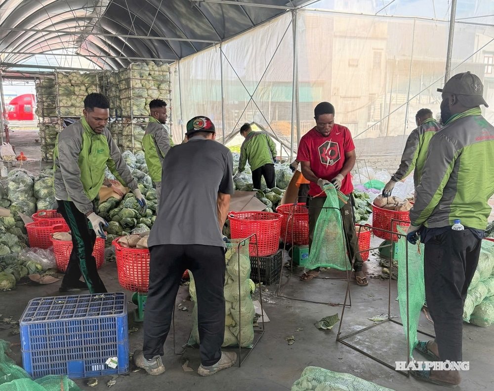 συγκομιδή 2