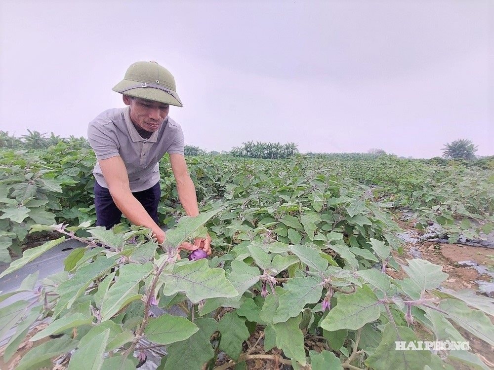 συγκομιδή 3