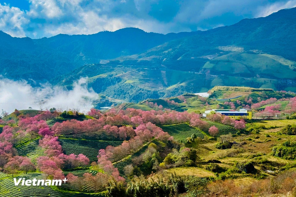 Đồi chè Ô Long là một bức tranh thủy mặc sống động với những thảm chè xanh mướt trải dài, điểm xuyết những rừng đào, cành đào hồng phơn phớt. (Ảnh: Trần Hương Sơn/Vietnam+)