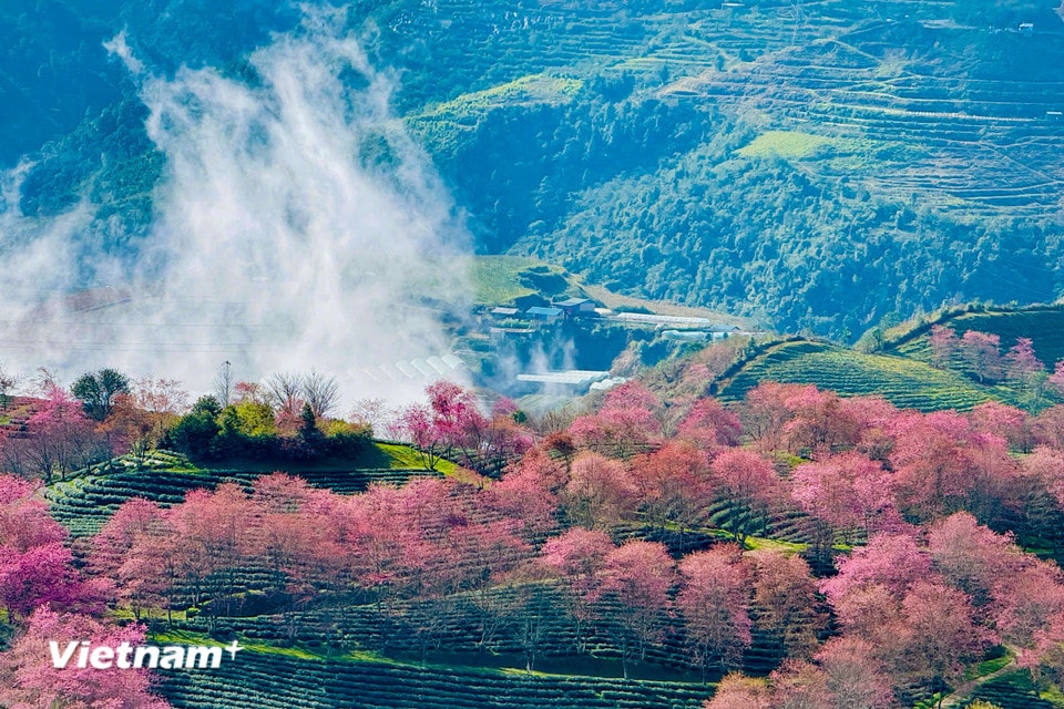 Từ đầu, hoa mai anh đào ở khu vực Ô Quý Hồ, phường Sa Pa bắt đầu nở rộ ẩn hiện trong làn sương mờ. (Ảnh: Trần Hương Sơn/Vietnam+)