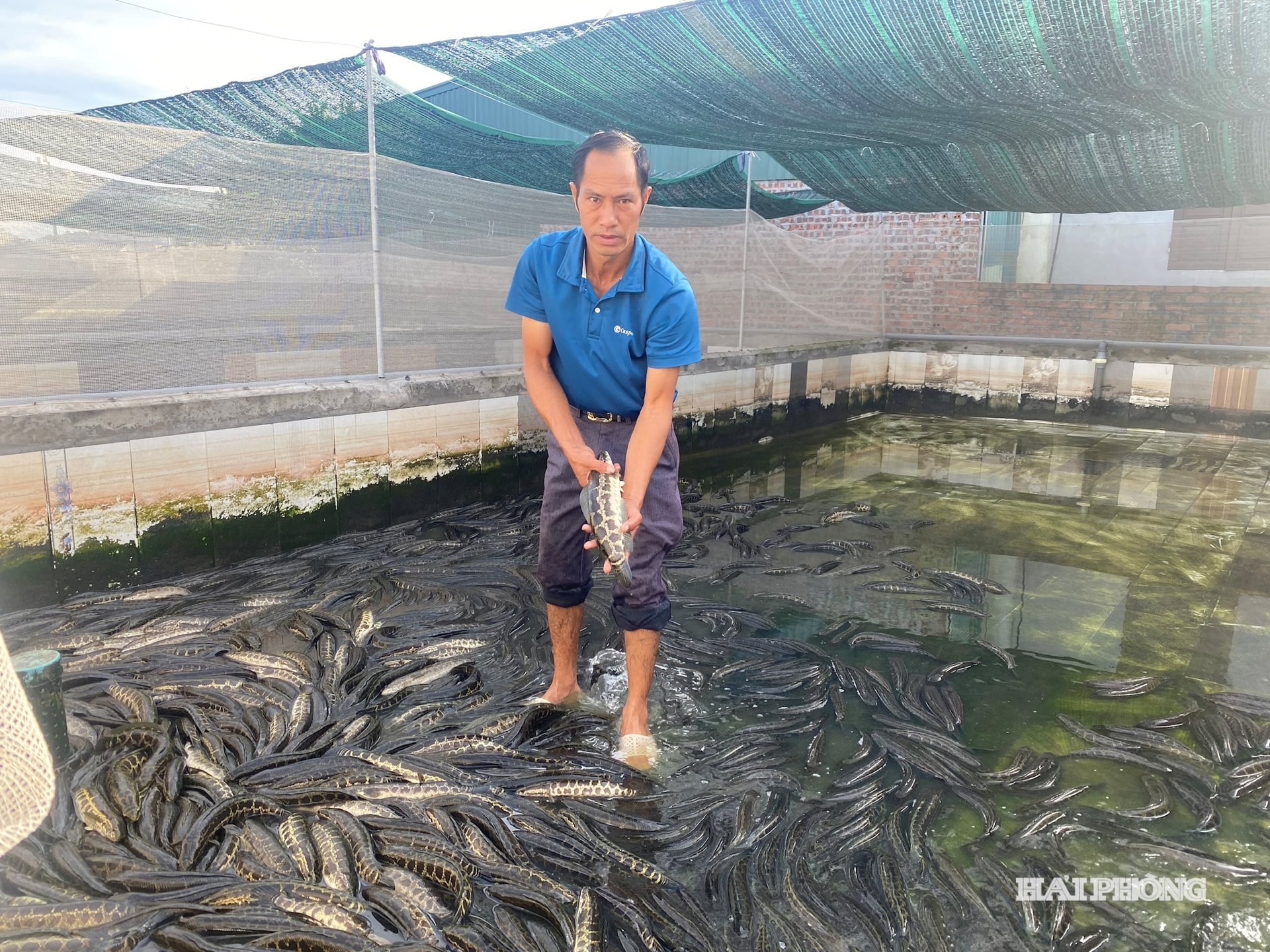 केले का फूल (1)