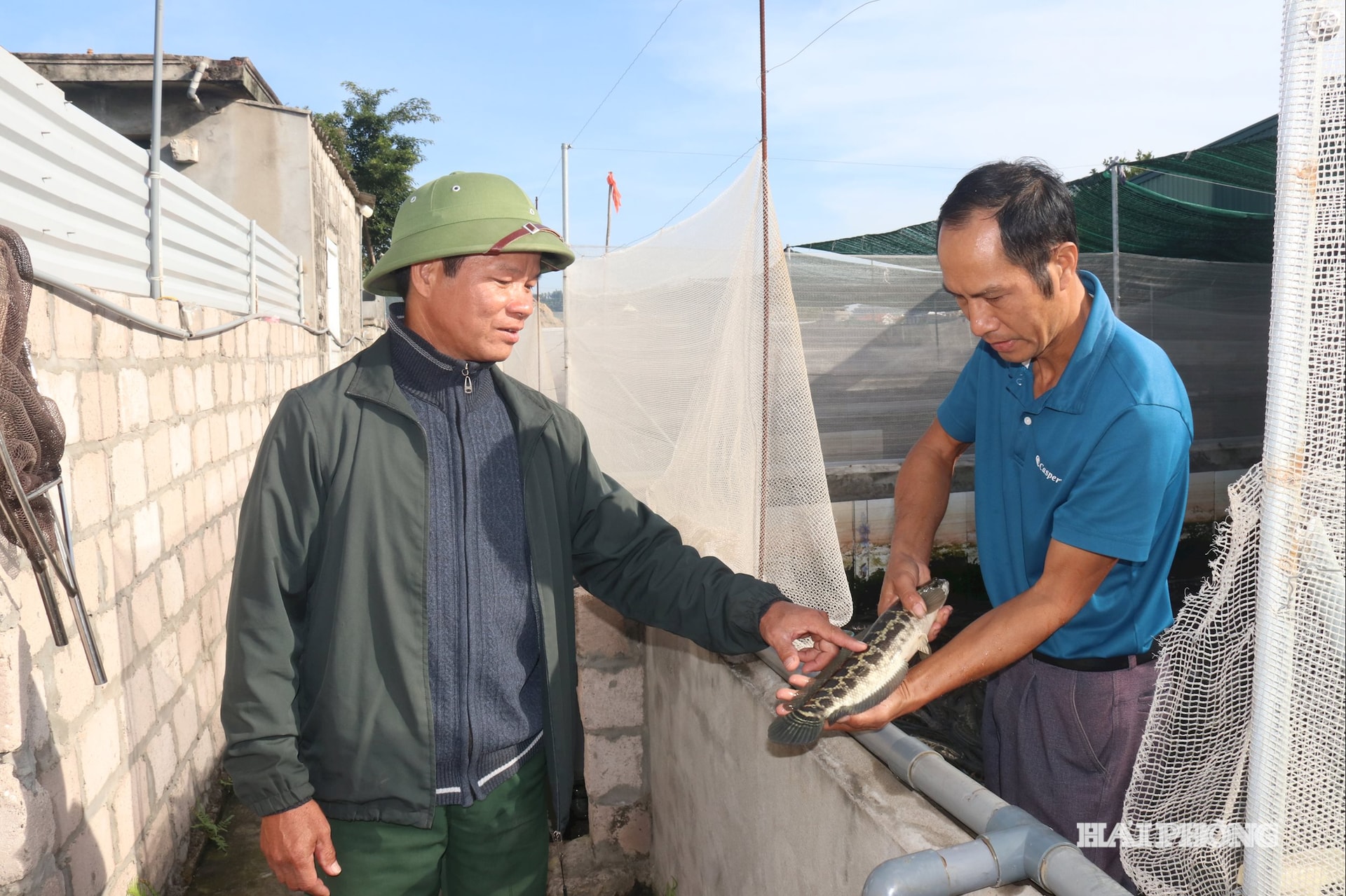 केले का फूल (2)