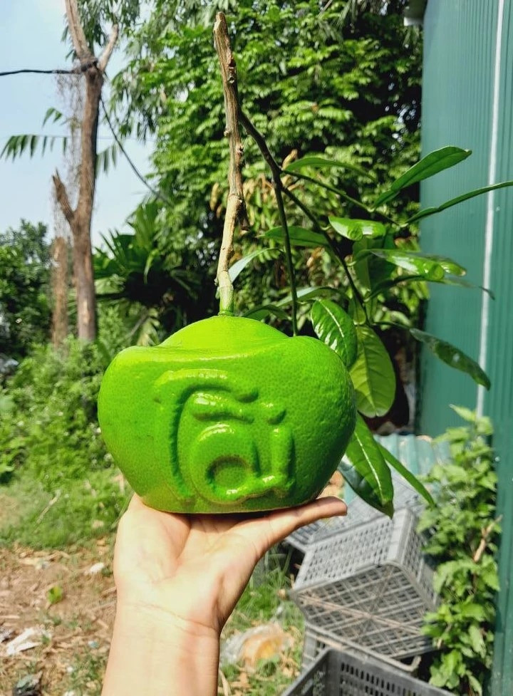 những loại quả độc lạ chưa tết đã hút khách hình ảnh 3 nhung loai qua doc la chua tet da hut khach hinh anh 3