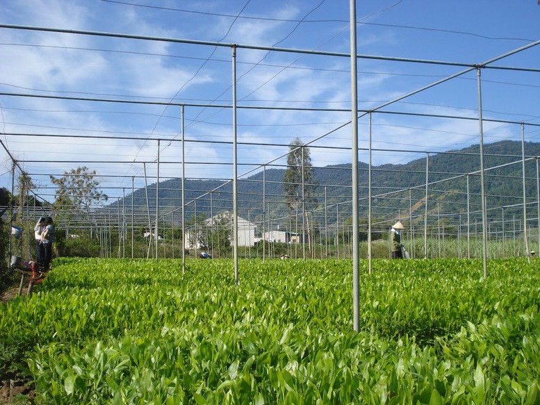 vuonuom2-17648992733071765412862.jpg