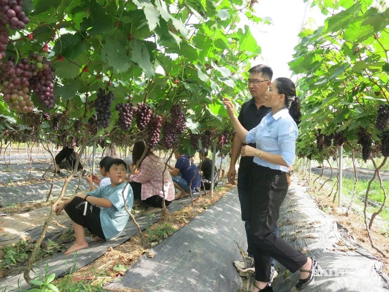 Cán bộ khuyến nông Hải Phòng hướng dẫn nông dân trồng nho ở phường Lưu Kiếm ứng dụng kỹ thuật trồng trọt mới vào sản xuất.