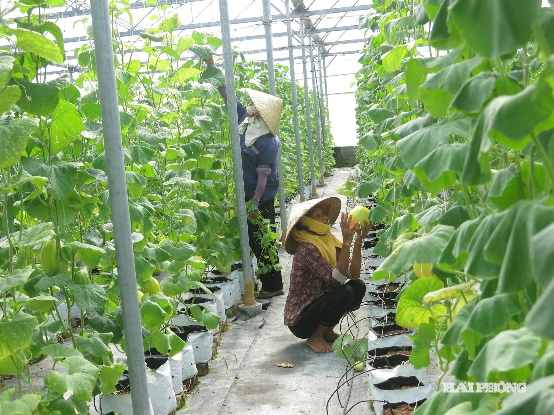 Nông dân xã Yết Kiêu ứng dụng kỹ thuật cao trồng dưa trong nhà lưới