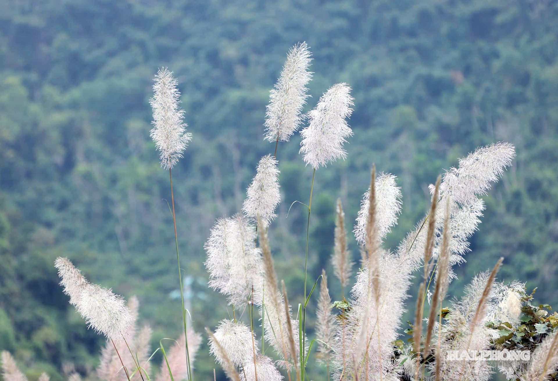 co-lau-11.jpg
