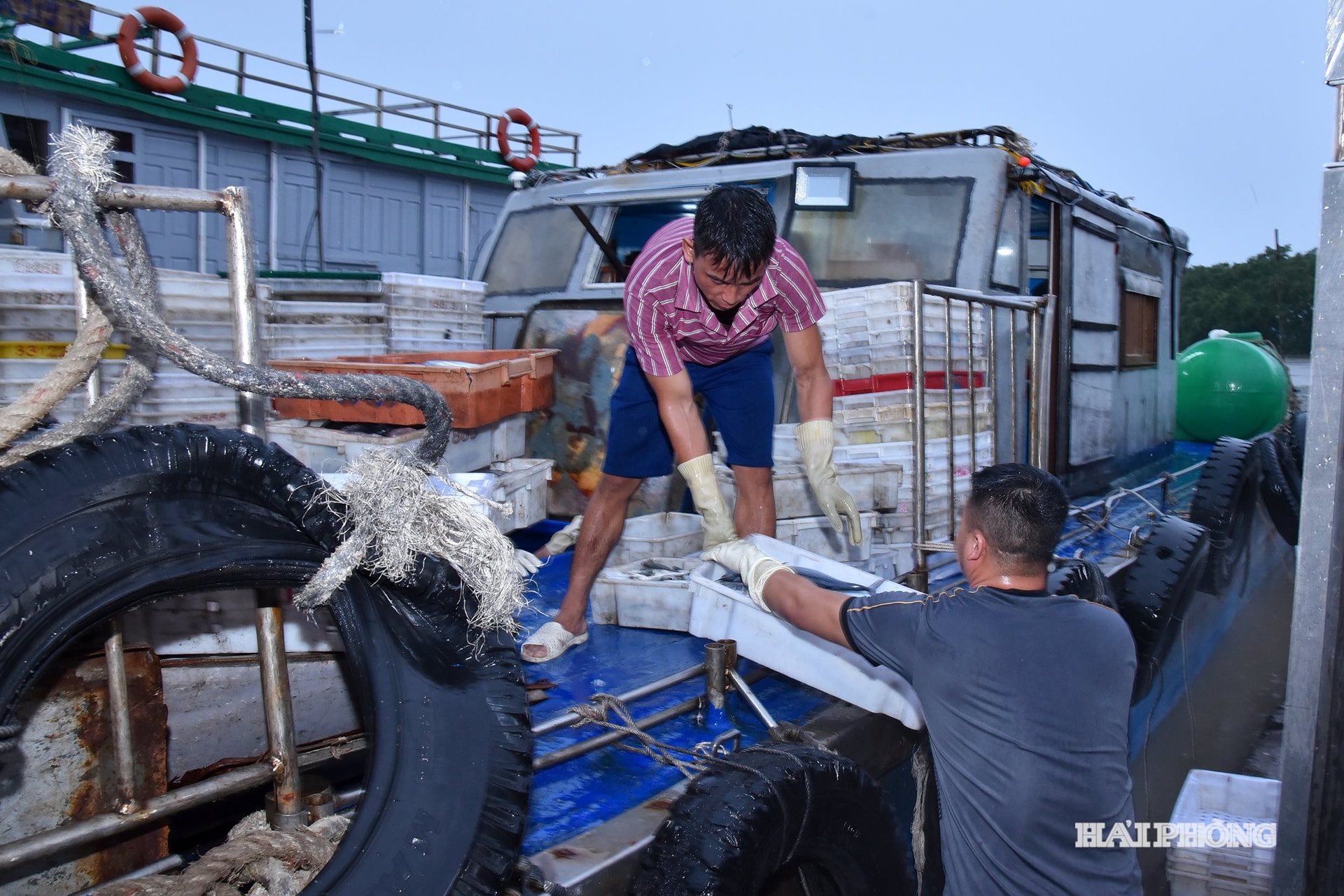 ড্রাগন ক্যাট ১৫